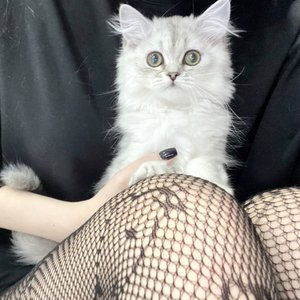 Морфилина Photo #114