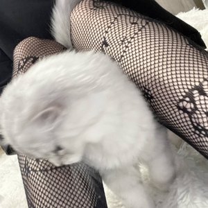 Морфилина Photo #113
