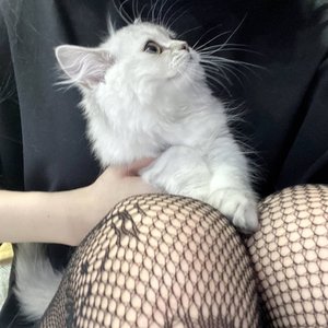 Морфилина Photo #112